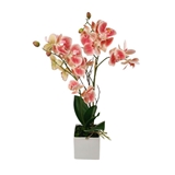 Orchidea con vaso bianco foto