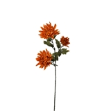 Crisantemo Arancio foto