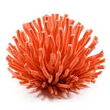Corallo in Legno Arancione foto