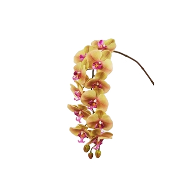 Phaleno Ramo Orchidea