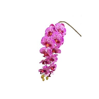 Phaleno Ramo Orchidea