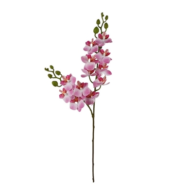 Orchidea in ramo