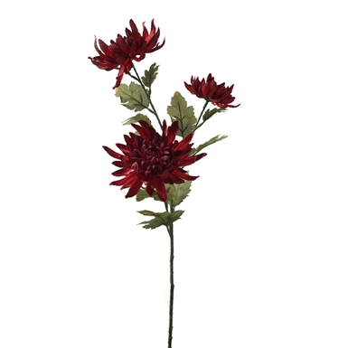 Crisantemo Rosso Scuro