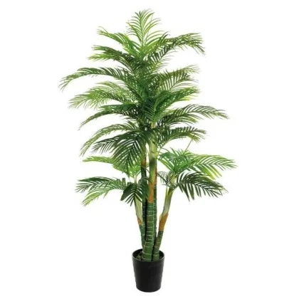 Immagini/shoppercenter_05735_areca